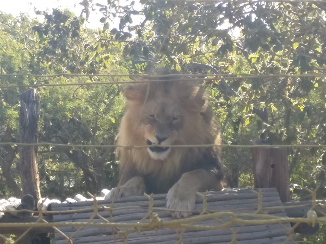 Mahala View-比勒陀利亚必去景点
