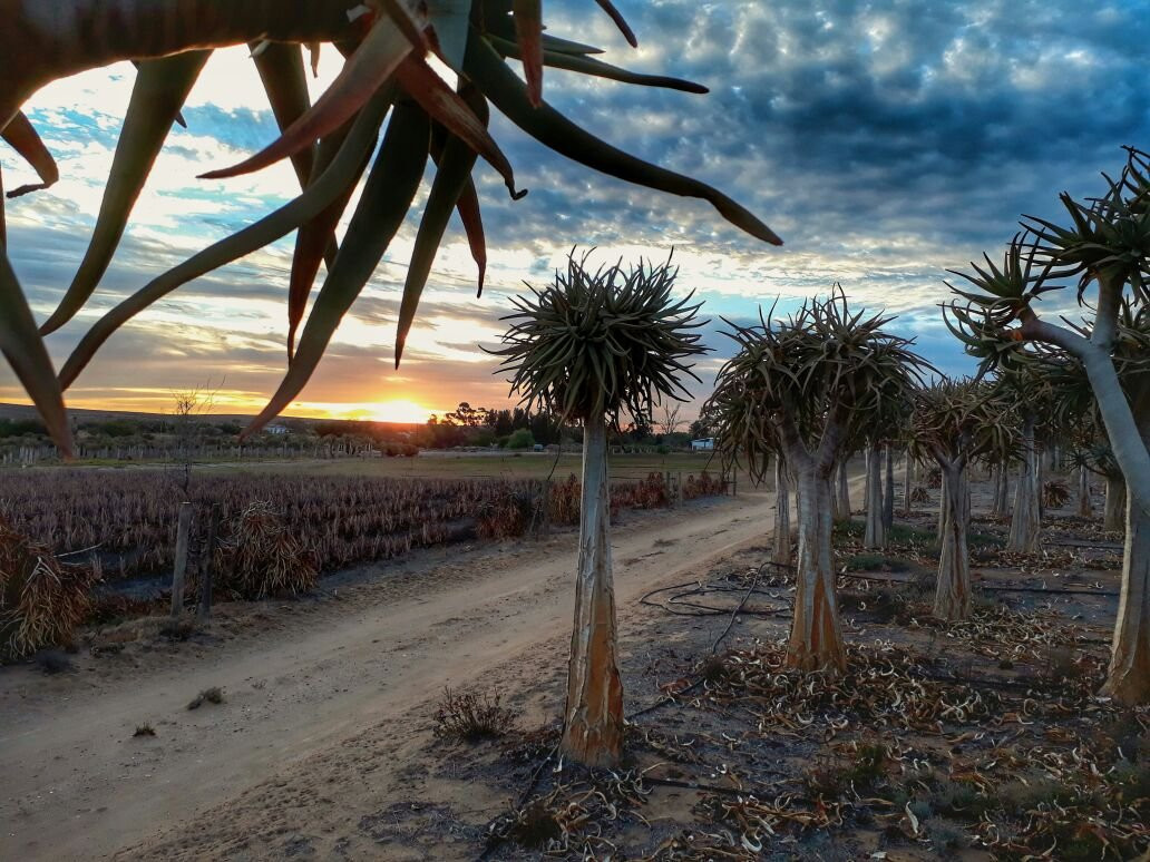 Kokerboom Kwekery Nursery景点图片