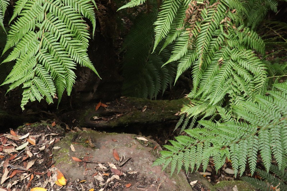 Secret Falls-霍巴特必去景点