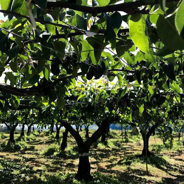 Hitatoribaru Orchards-日田市必去景点