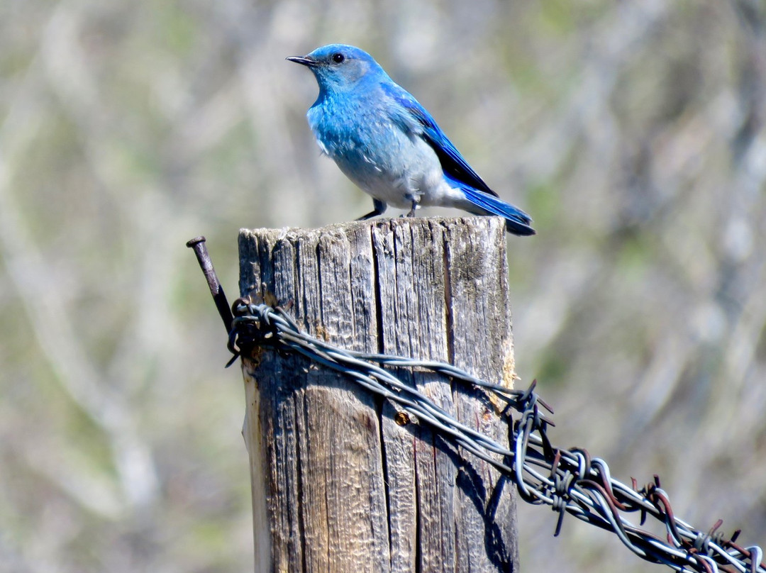 Rumsey Natural Area-Rowley必去景点