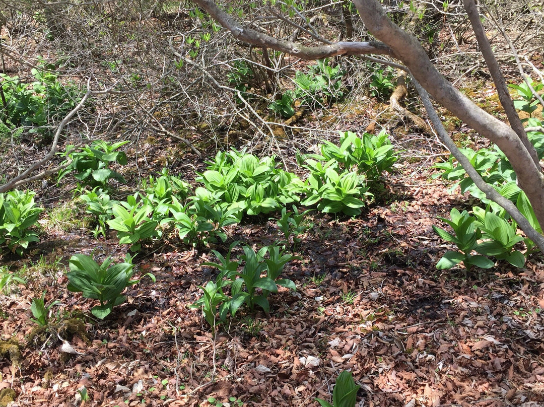 Ido Wetland-鹿沼市必去景点
