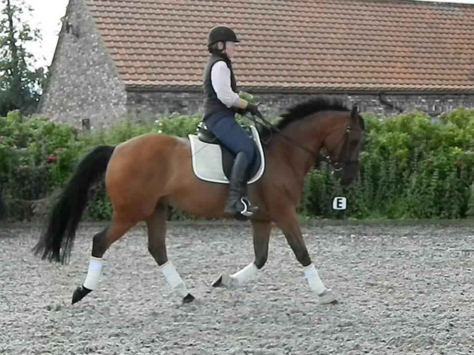 Howden Equestrian Centre-Howden必去景点