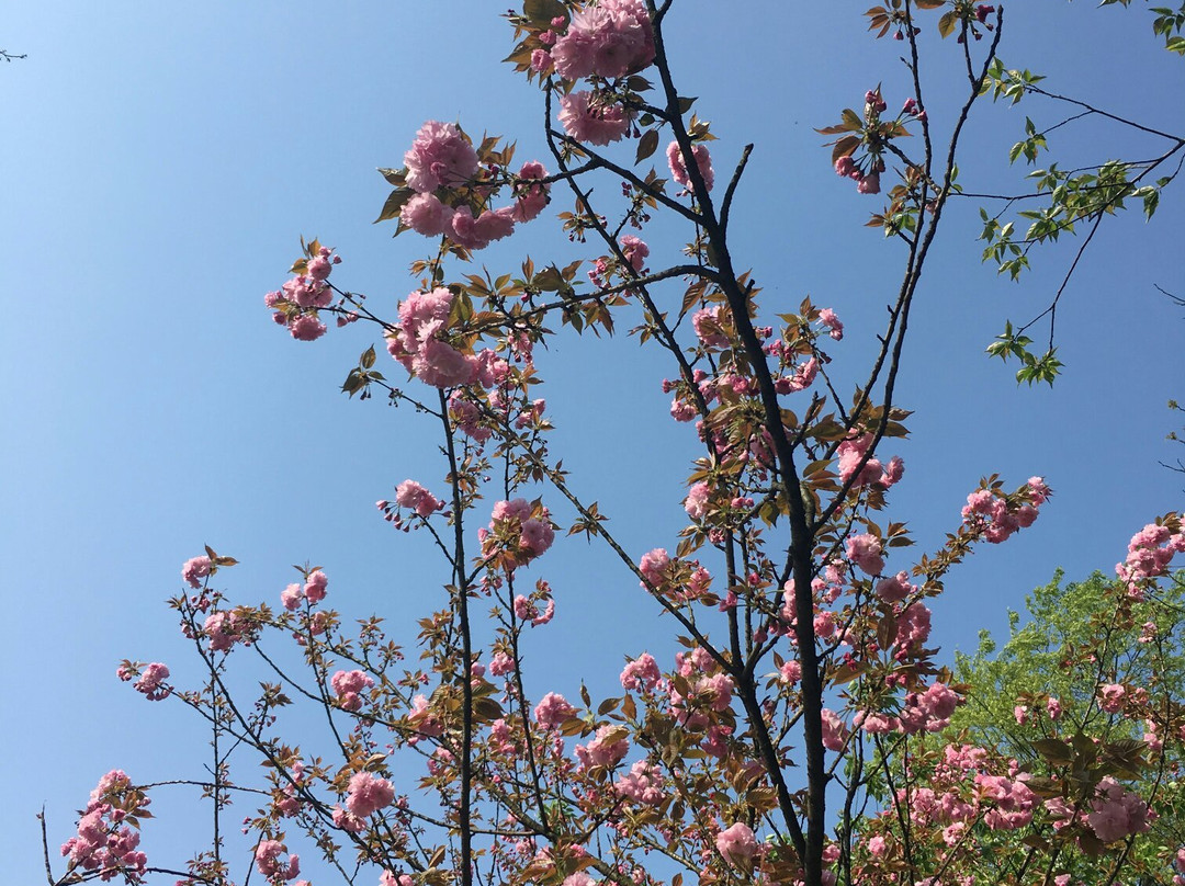 岳麓山景点图片