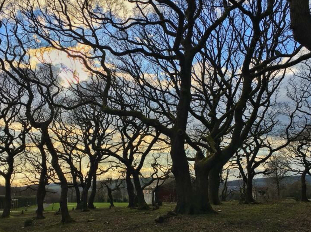 Coed Bach Park景点图片