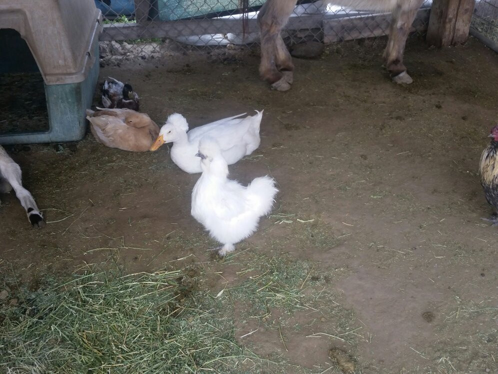 Pony Time at Lakewood Equestrian center-莱克伍德必去景点