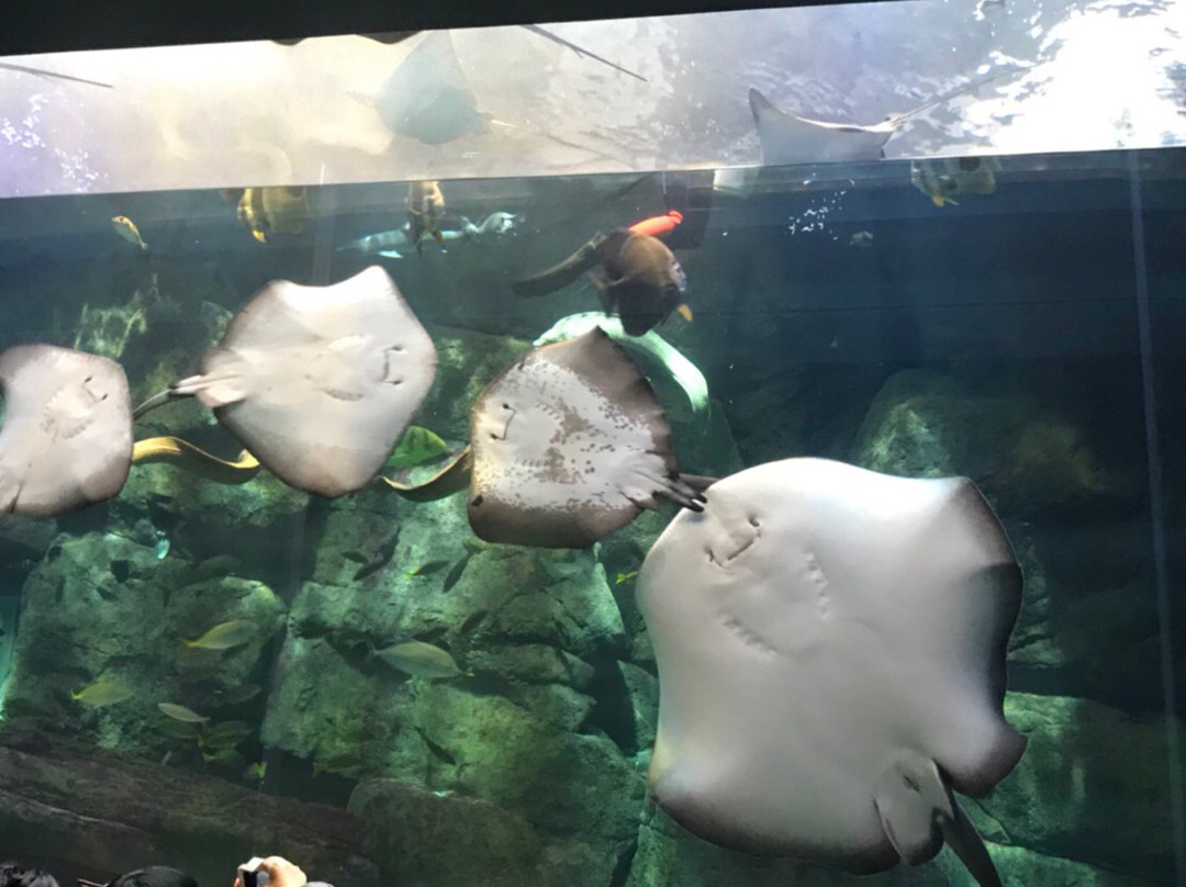 Miyajima Public Aquarium-廿日市市必去景点