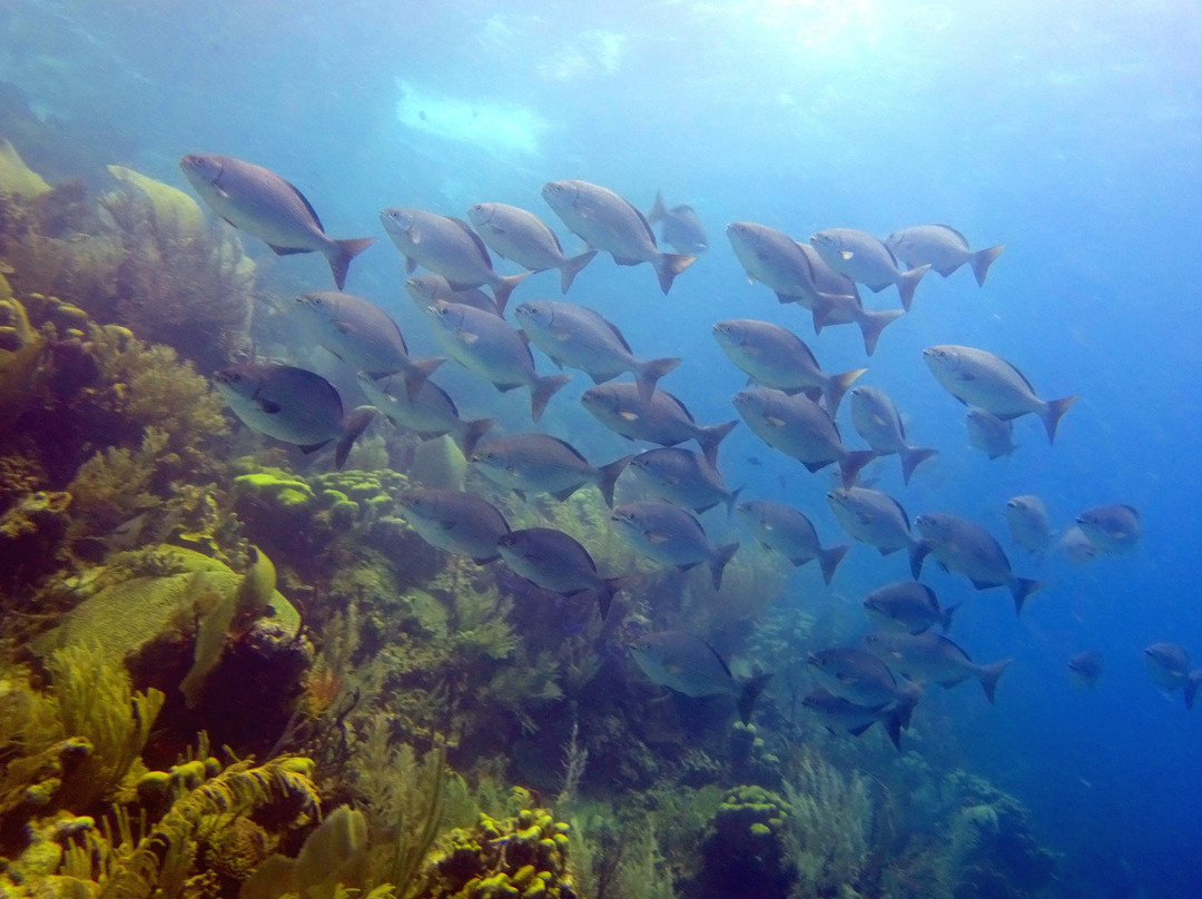 Diverspoint Puerto Plata-普拉塔港必去景点