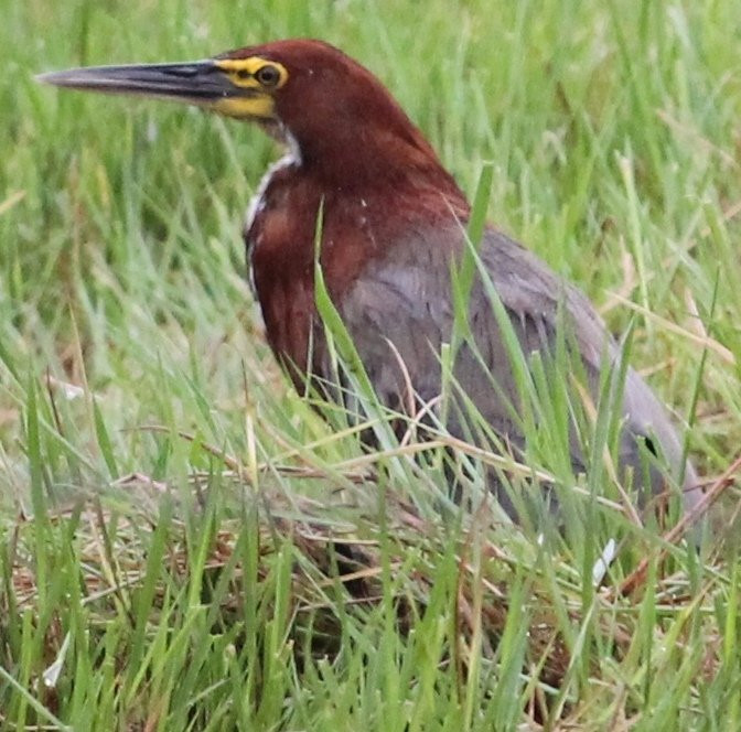 Área Protegida Municipal Curichi Cuajo-Buena Vista必去景点