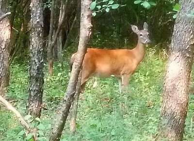 Stage Nature Center-特洛伊必去景点