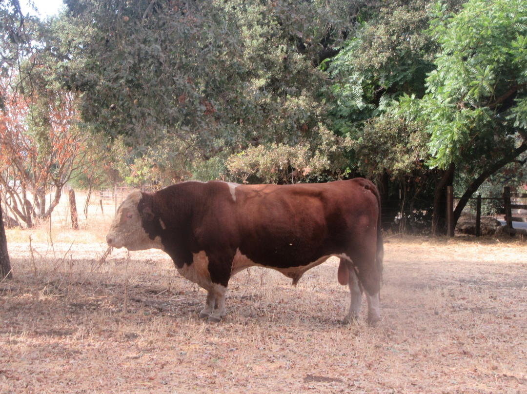 Coyote Valley Sporting Clay-摩根希尔必去景点