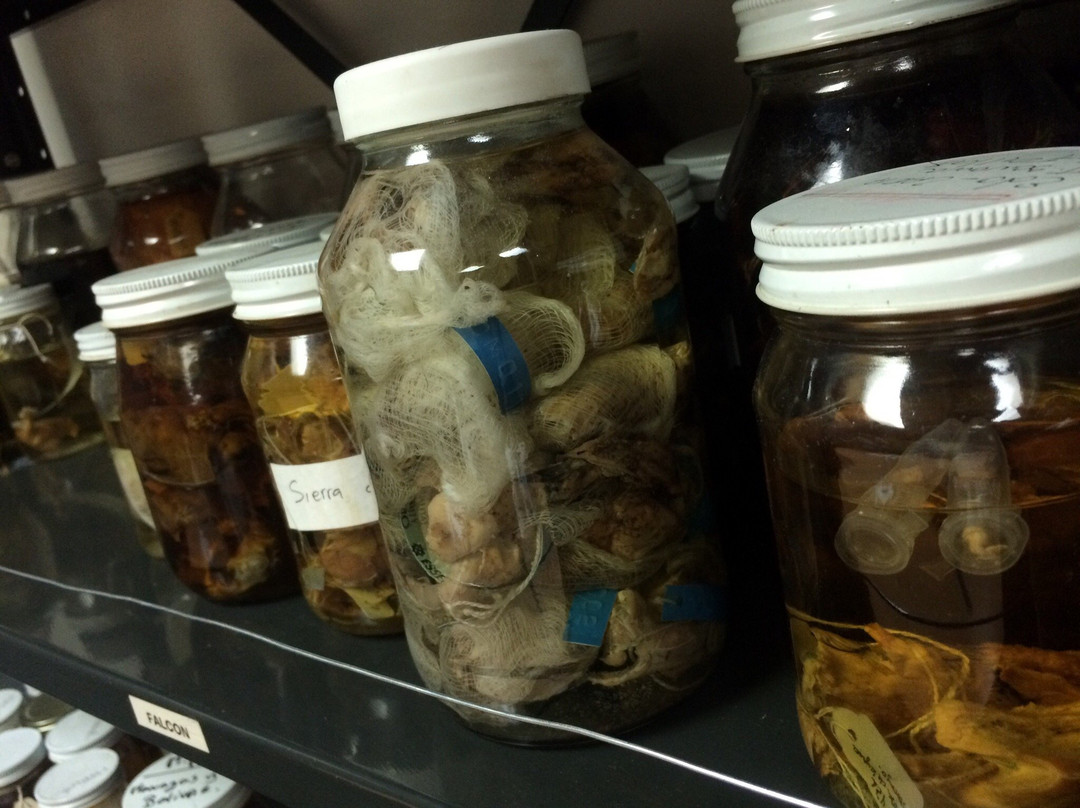 Coleccion Ornitologica William H. Phelps-加拉加斯必去景点