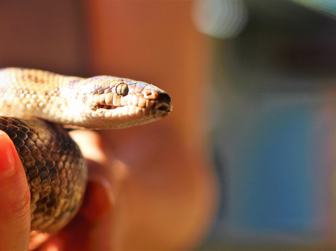 Victoria Falls Snake Park景点图片