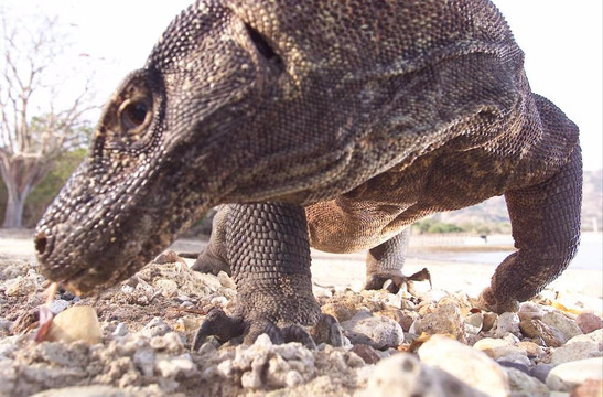 Save Komodo Tour-Labuan Bajo必去景点