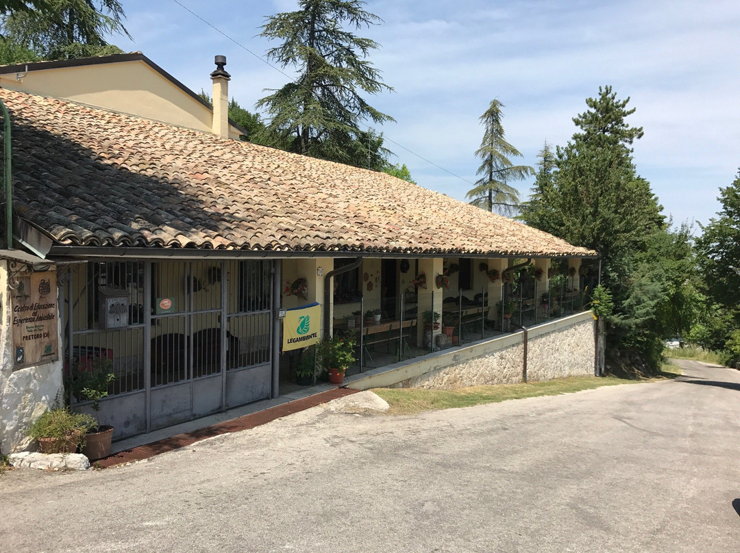 Il Grande Faggio