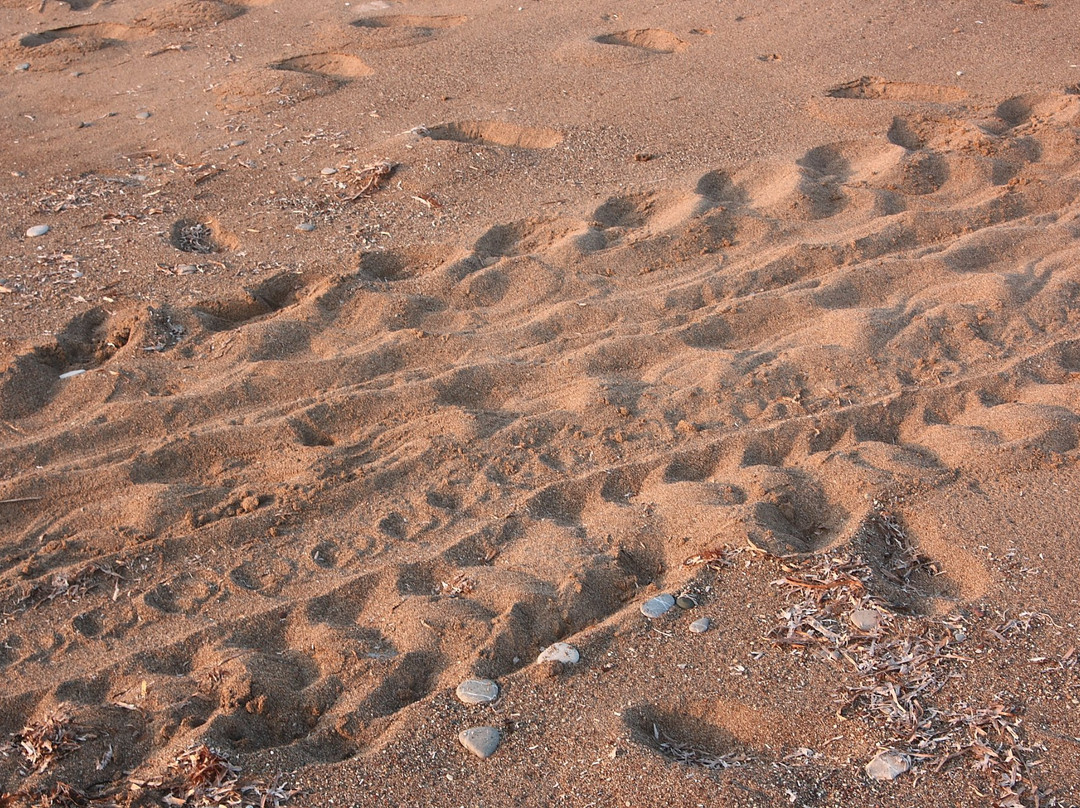 Toxeftra Beach-帕福斯必去景点