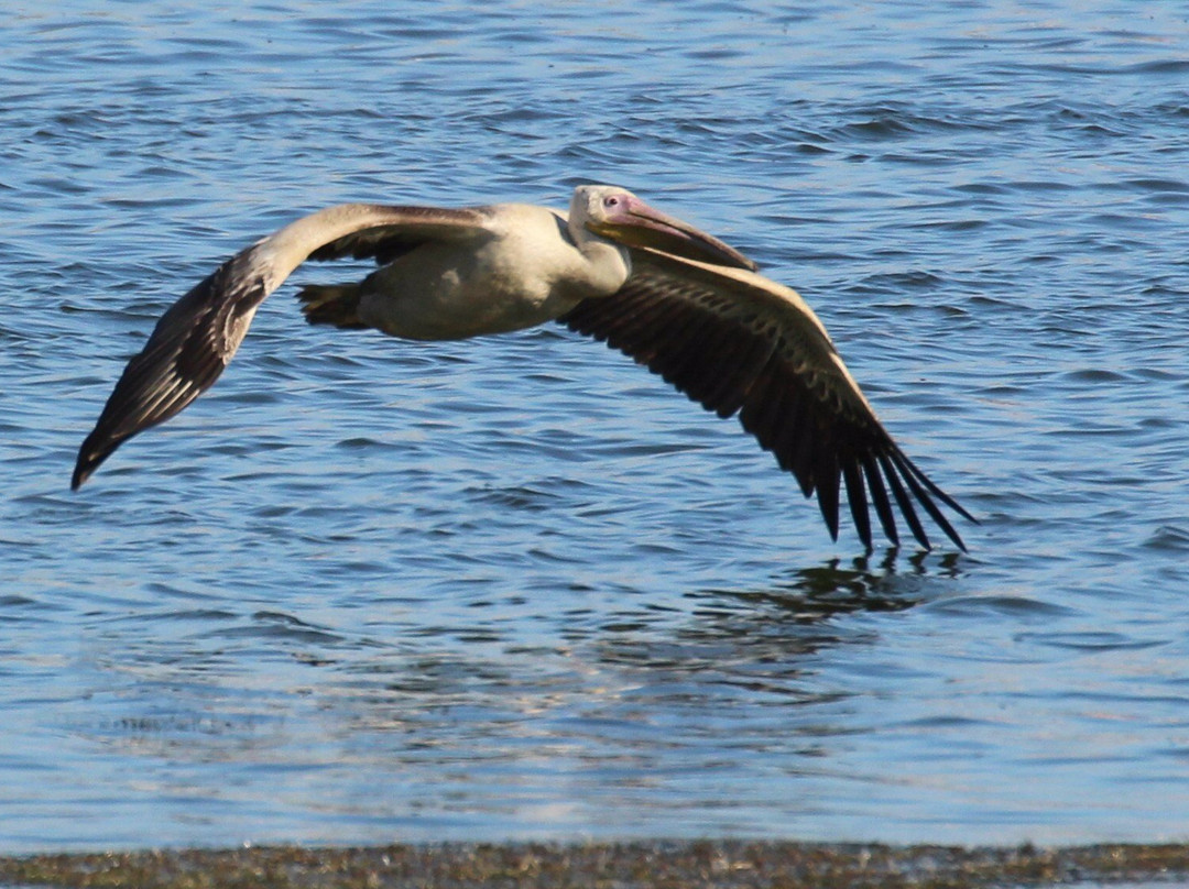 Table View Nature Reserve - Rietvlei Wetlands-Table View必去景点