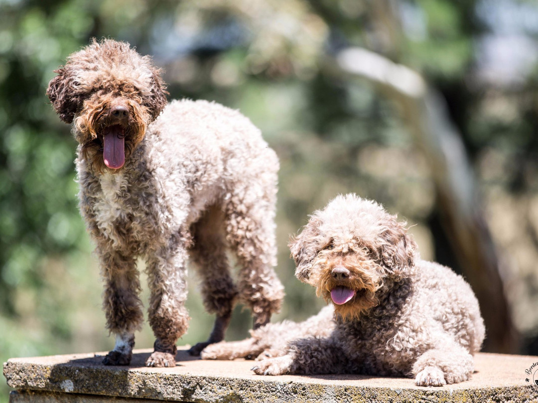 Michelago旅游景点-Macenmist Black Truffles & Wines