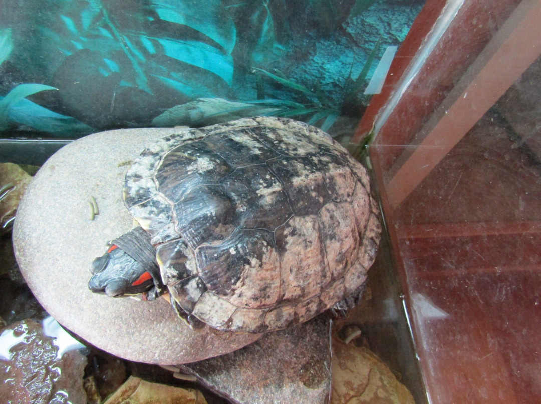 TreeHouse Wildlife Center-Dow必去景点