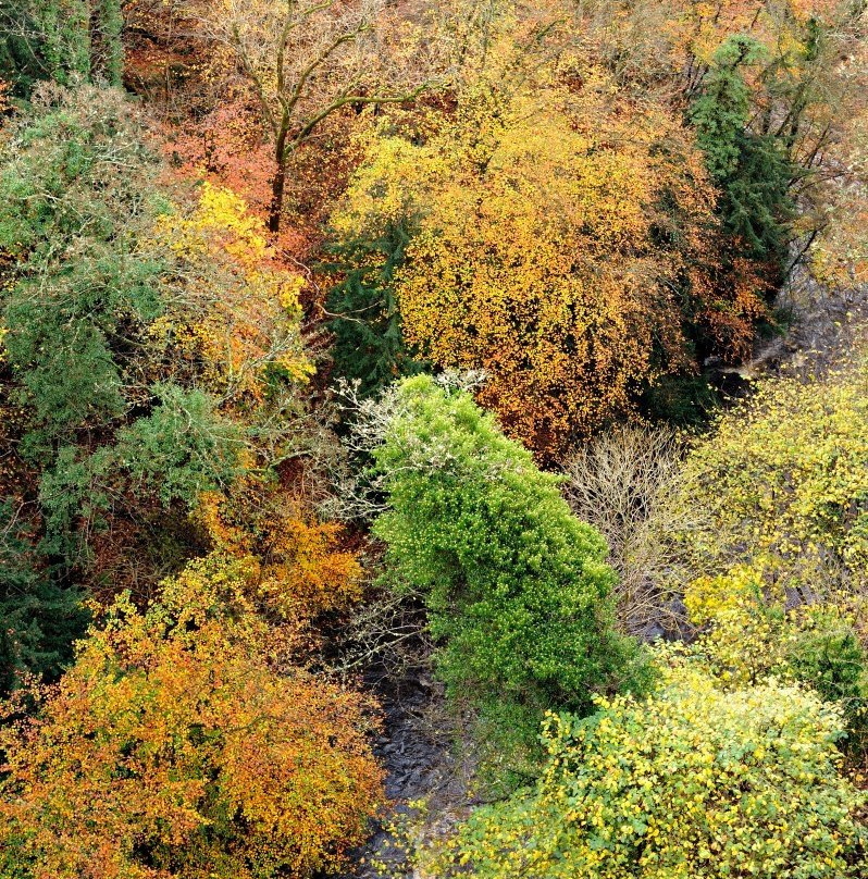 Clyde Valley Woodlands National Nature Reserve景点图片