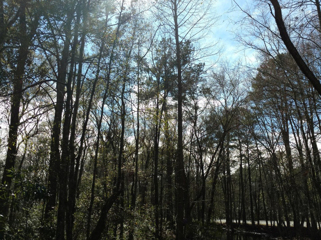 Walterboro Wildlife Sanctuary景点图片