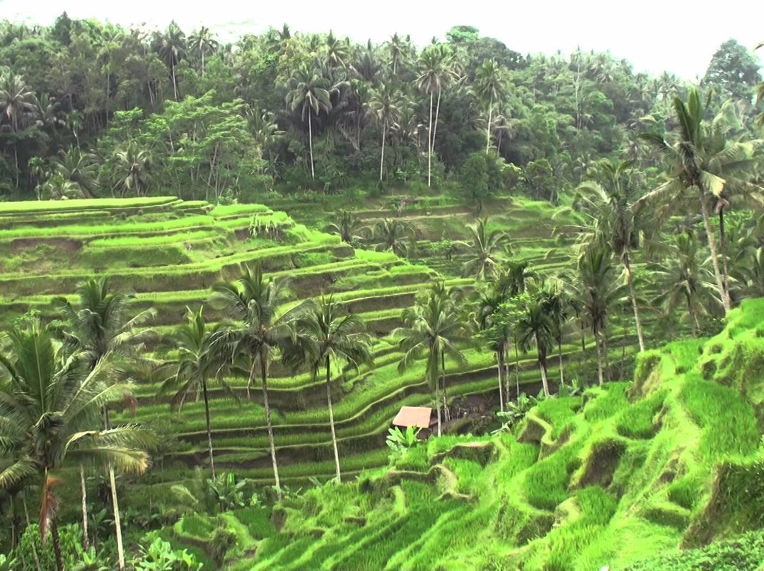 Nusa Devata Travel & Activities-登巴萨必去景点