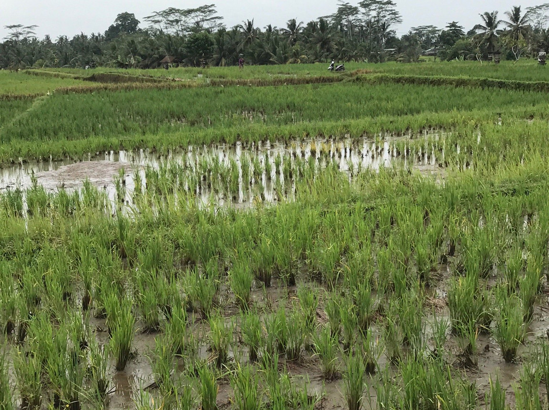 Suka ATV Bali-吉安雅必去景点