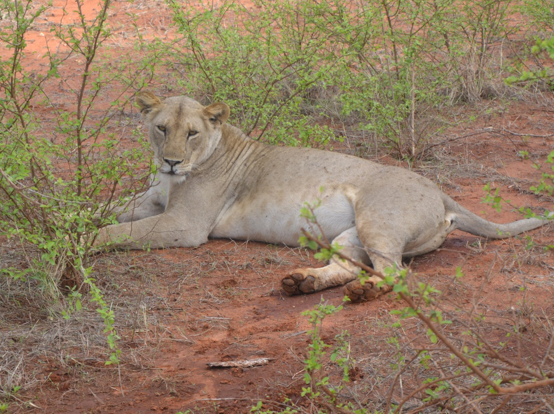 Wild Africa - Tours景点图片