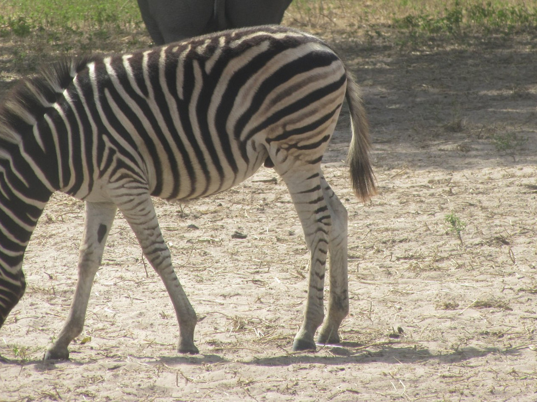 Gambia Safari-Bakau必去景点