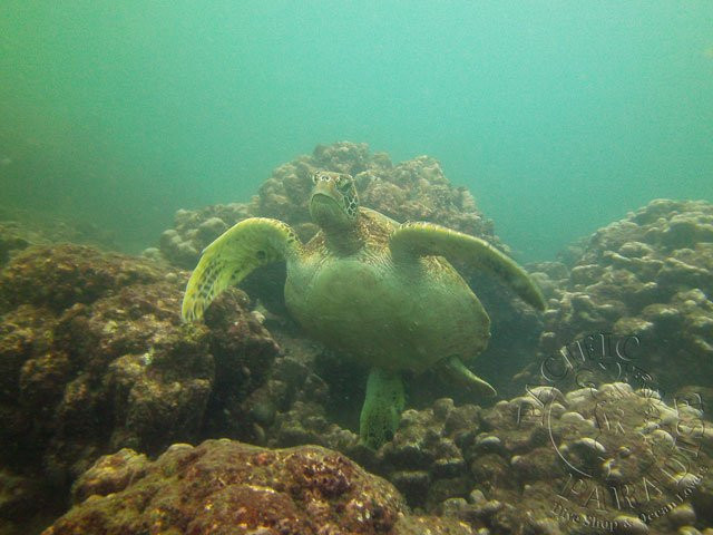 Pacific Paradise Dive Shop & Ocean Lovers景点图片
