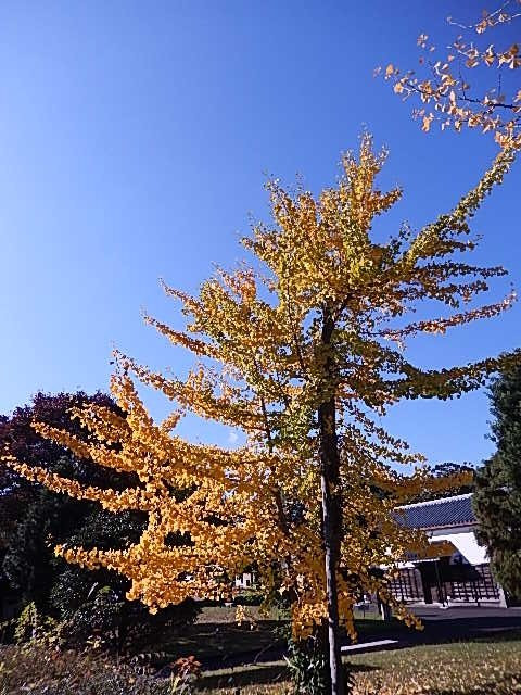 Izumi no Yakata-清水町必去景点