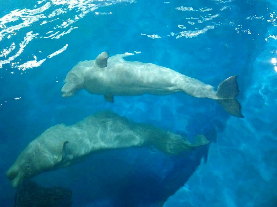 武汉极地海洋世界-武汉市必去景点