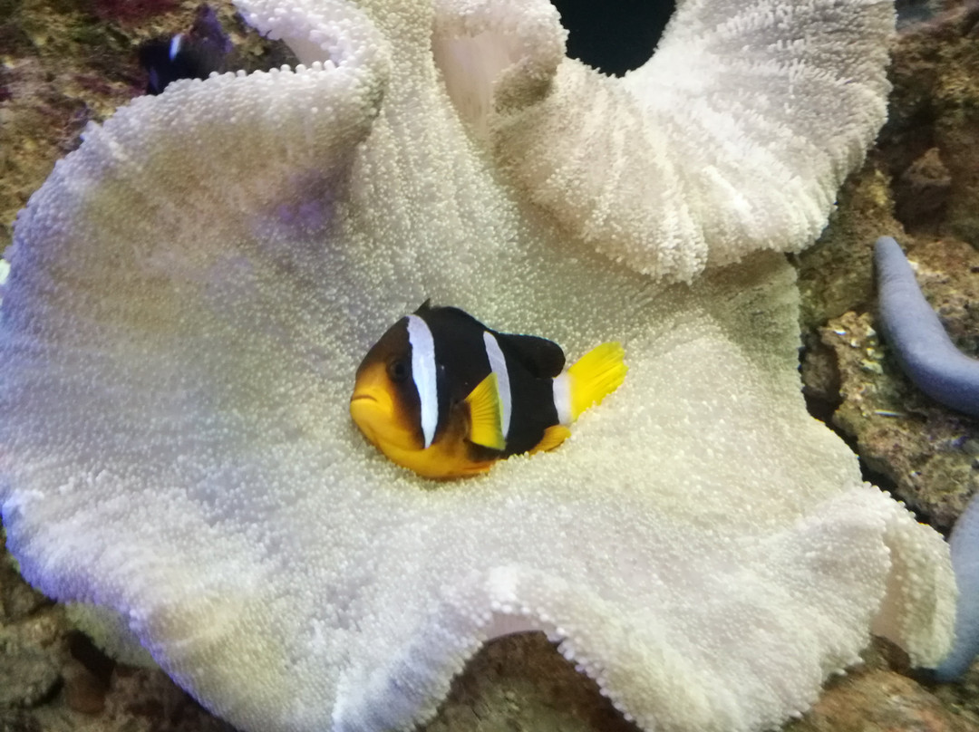 Varkala Aquarium-瓦卡拉必去景点