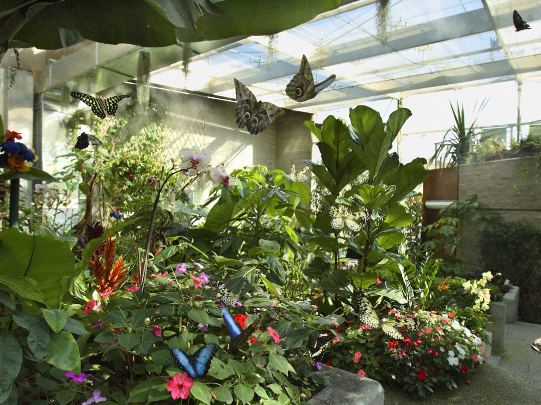 Collodi Butterfly House-佩夏必去景点