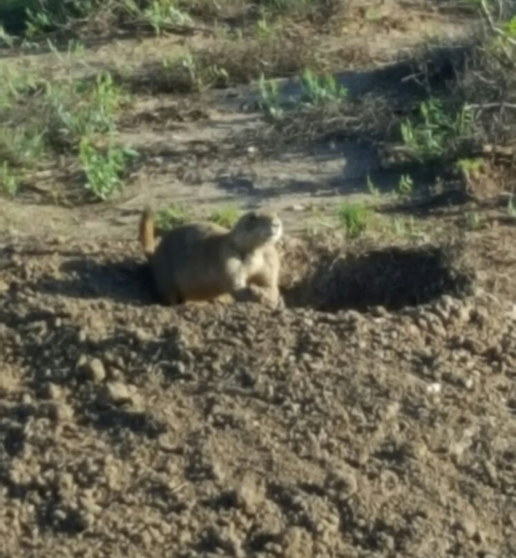 Muleshoe National Wildlife Refuge景点图片