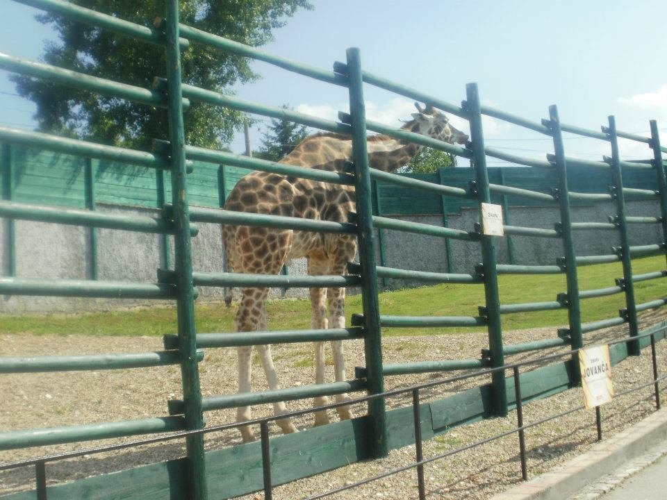 Zoo vrt Tigar-Jagodina必去景点