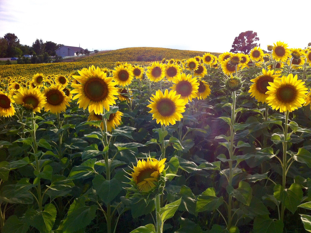 Pope Farm Conservency-Middleton必去景点