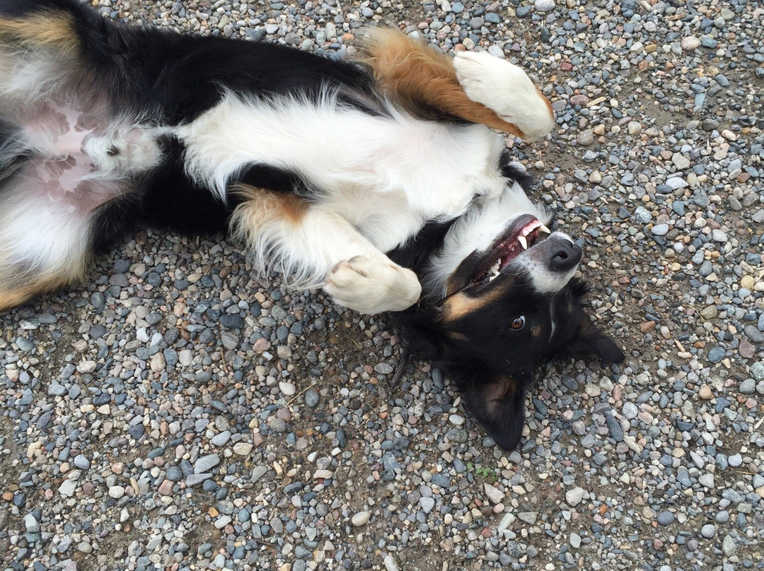 Silvertip Lodge Motel主图