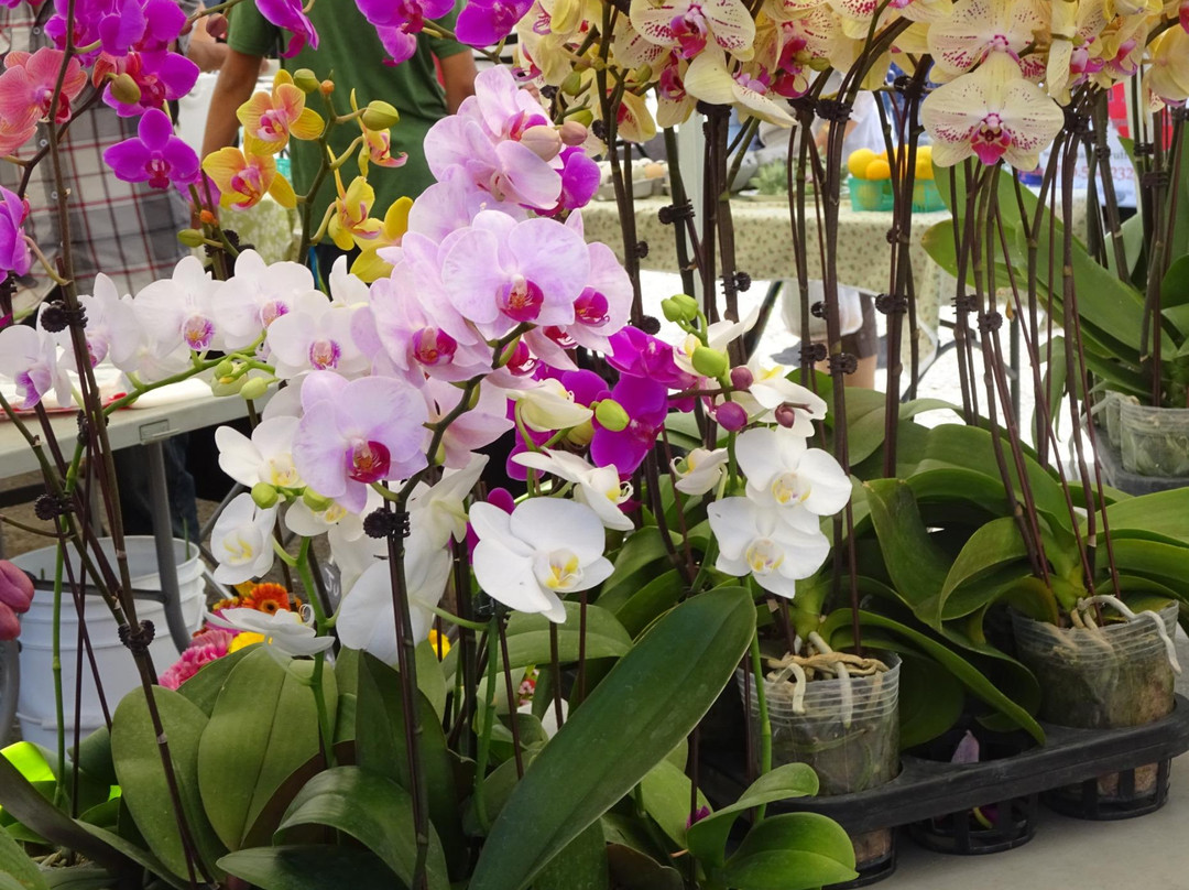 Del Mar Farmers Market/Artisan Open Air Market-德尔马必去景点