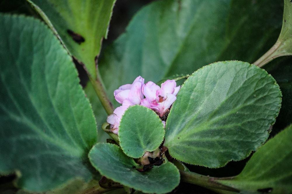 El Jardin de Mi Casa