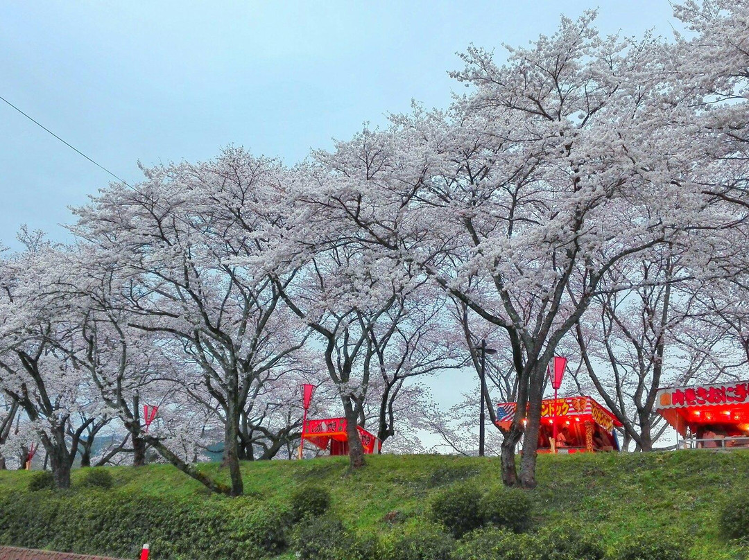 Hikawateibou Cherryblossom Street-云南市必去景点
