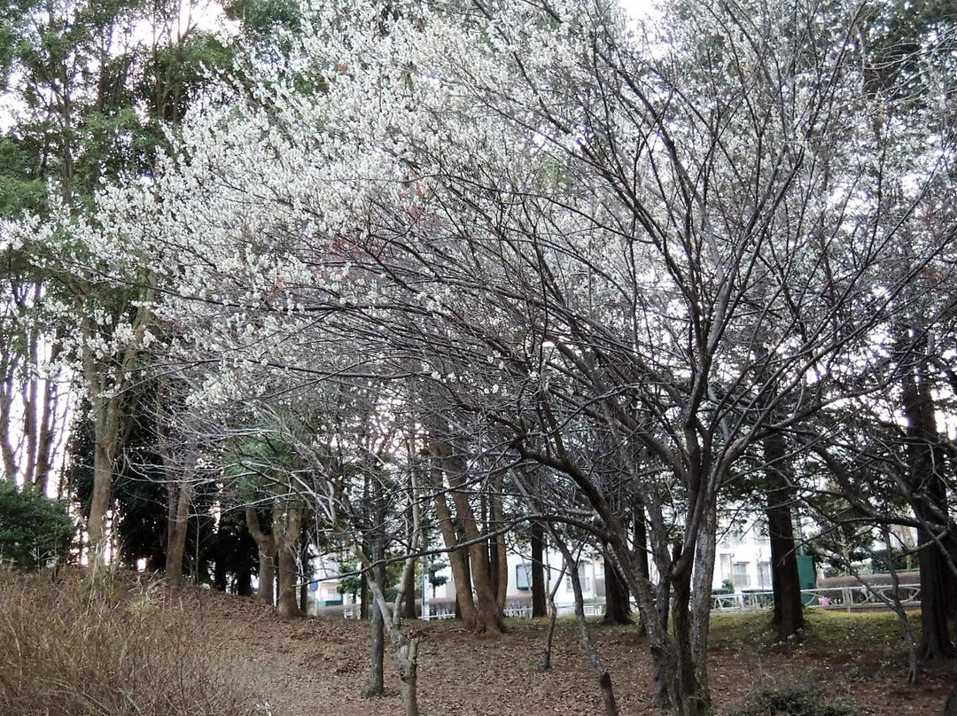 Hiyoshidai Central Park-富里市必去景点