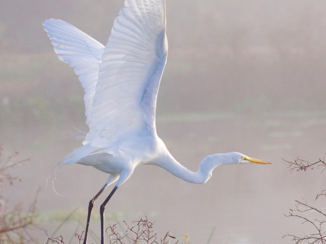 Indian River County wetlands-维罗海滩必去景点
