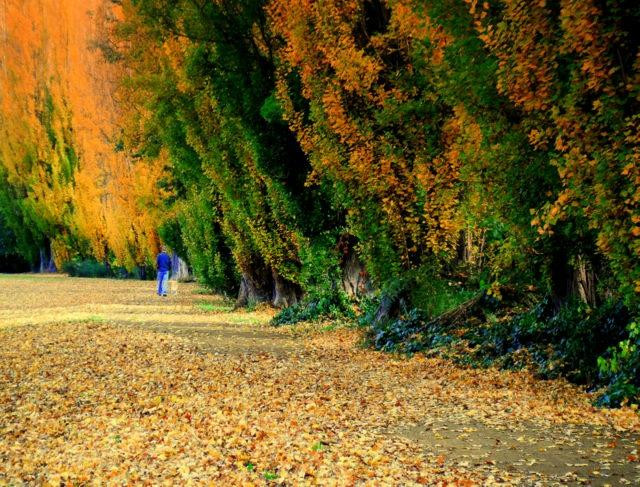 Tynwald Park-New Norfolk必去景点