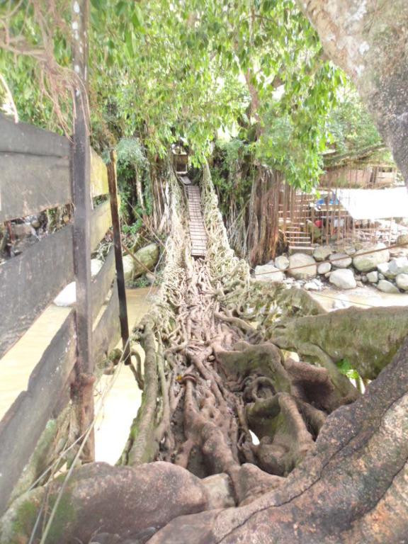 Bayang Root Bridge-South Pesisir必去景点
