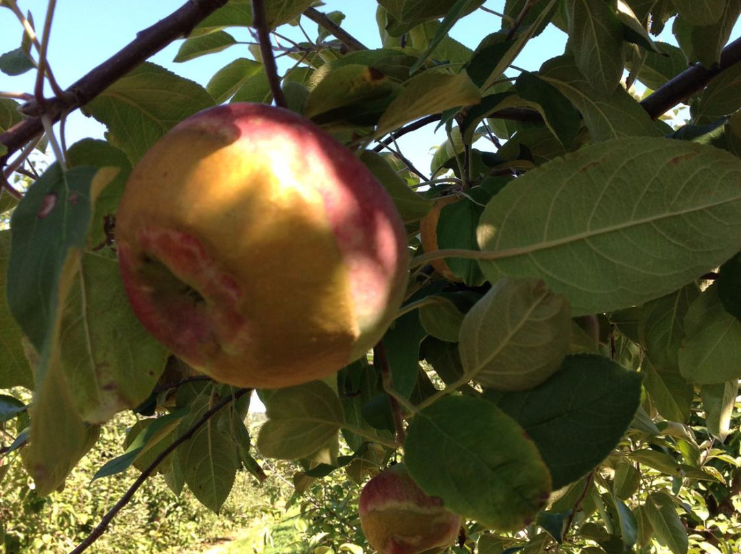 Pommeraie d'Or-Rougemont必去景点