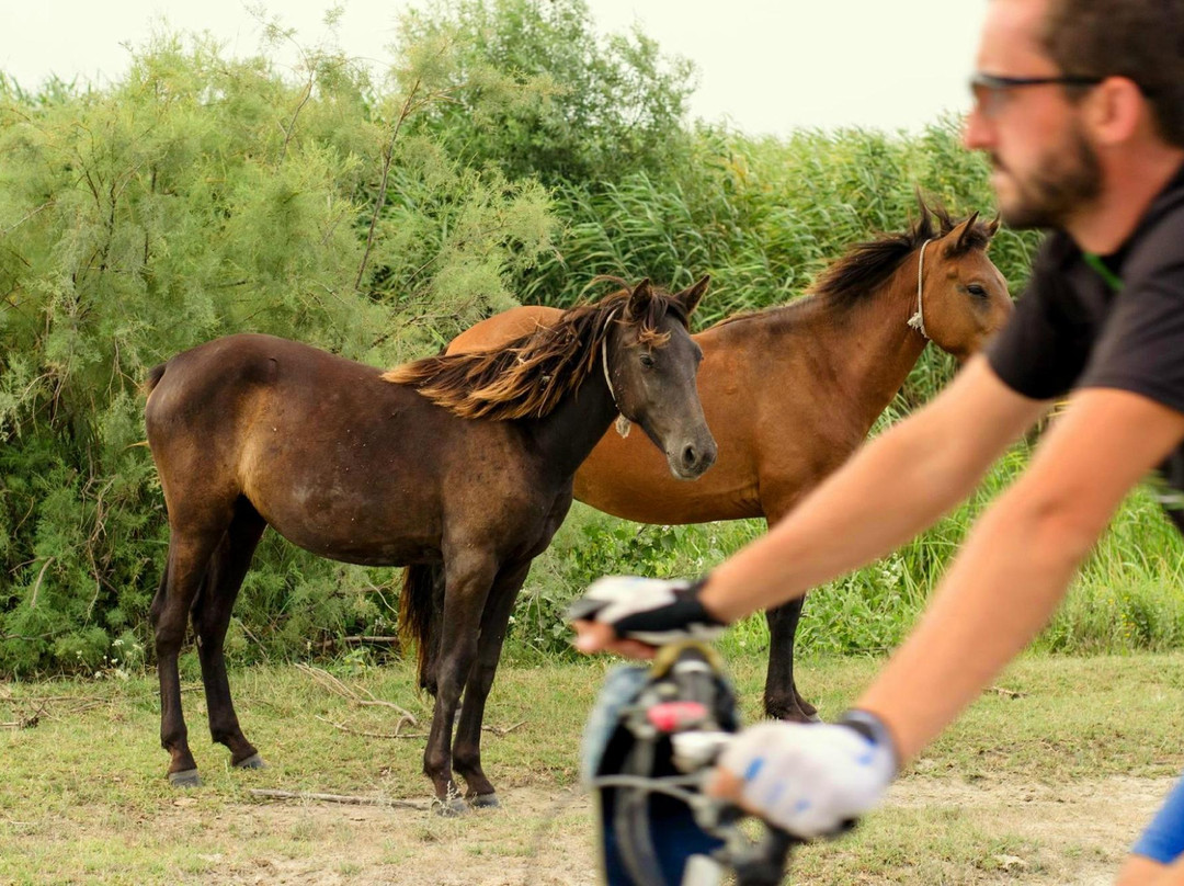 Bikealicious Romania - Day Tours-克卢日-纳波卡必去景点