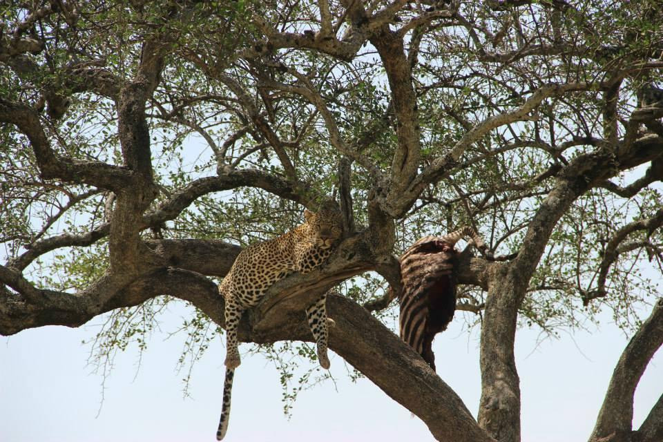 All Seasons Safaris & Tours - Day Tours-内罗毕必去景点