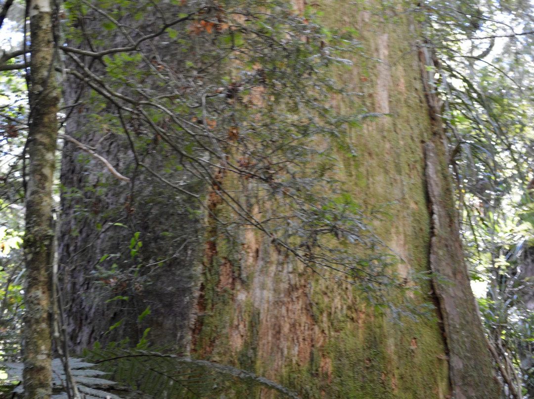 Manginangina Kauri Walk景点图片