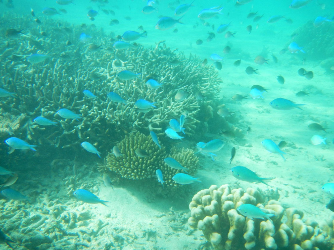 Cap'tain Némo-Mamoudzou必去景点